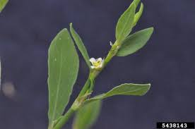Attēlu rezultāti vaicājumam “Polygonum aviculare flower”