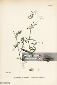 Attēlu rezultāti vaicājumam “Vicia angustifolia leaf”