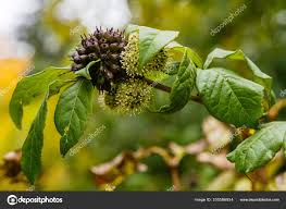 Attēlu rezultāti vaicājumam “Eleutherococcus sessiliflorus”