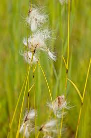 Attēlu rezultāti vaicājumam “Eriophorum angustifolium”