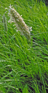 Attēlu rezultāti vaicājumam “Alopecurus pratensis flower”