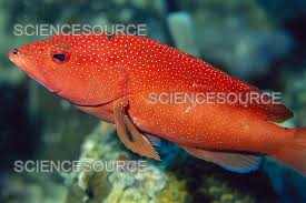 Image result for Cephalopholis fulva