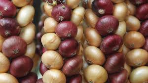 Image result for Zwiebeln