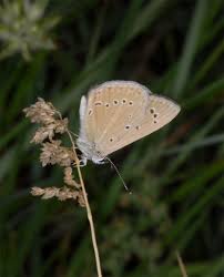 Attēlu rezultāti vaicājumam “Agrodiaetus amandus male”