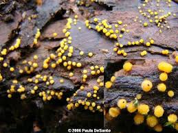 Attēlu rezultāti vaicājumam “Bactridium flavum”