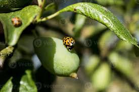Attēlu rezultāti vaicājumam “Coccinella septempunctata larva”
