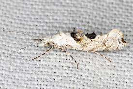 Attēlu rezultāti vaicājumam “Ypsolopha asperella”