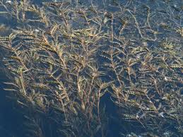 Attēlu rezultāti vaicājumam “Potamogeton trichoides leaf”