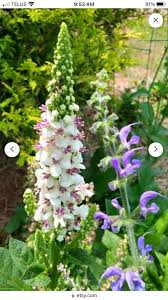 Attēlu rezultāti vaicājumam “Verbascum nigrum flower”
