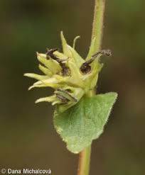 Attēlu rezultāti vaicājumam “Campanula glomerata bud”