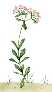 Attēlu rezultāti vaicājumam “Centaurium littorale”