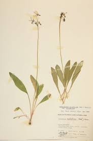 Attēlu rezultāti vaicājumam “Primulaceae”