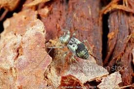 Attēlu rezultāti vaicājumam “Psococerastis gibbosa”