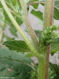 Attēlu rezultāti vaicājumam “Amaranthus retroflexus leaf”
