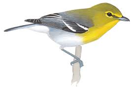 Image result for Vireo flavifrons