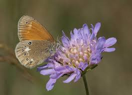 Attēlu rezultāti vaicājumam “Coenonympha glycerion”