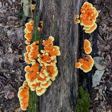 Attēlu rezultāti vaicājumam “Buglossoporus quercinus”