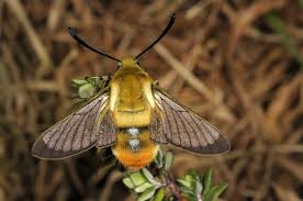 Attēlu rezultāti vaicājumam “Hemaris tityus”