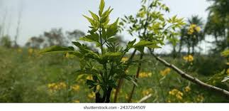 Attēlu rezultāti vaicājumam “Libanotis montana leaf”