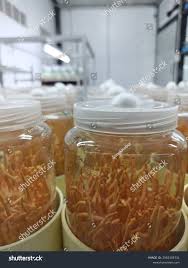 Attēlu rezultāti vaicājumam “Cordyceps militaris”