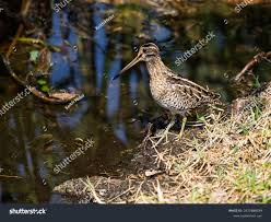 Image result for Gallinago delicata