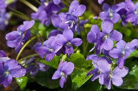 Attēlu rezultāti vaicājumam “Viola odorata flower”