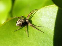 Attēlu rezultāti vaicājumam “Thomisidae”