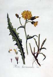 Attēlu rezultāti vaicājumam “Picris hieracioides”