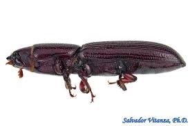 Attēlu rezultāti vaicājumam “Trogossitidae”