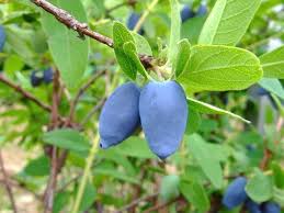 Attēlu rezultāti vaicājumam “Lonicera caerulea var. pallasii fruit”