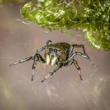 Attēlu rezultāti vaicājumam “Heliophanus sp.”