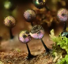 Attēlu rezultāti vaicājumam “Diderma subviridifuscum macro”