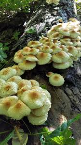 Attēlu rezultāti vaicājumam “Pholiota squarrosoides”