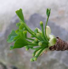 Attēlu rezultāti vaicājumam “Ginkgo biloba female flower”