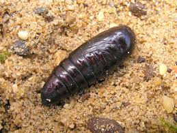 Attēlu rezultāti vaicājumam “Noctua fimbriata larva”