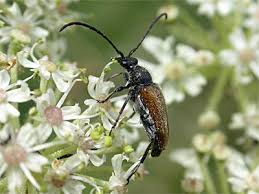 Attēlu rezultāti vaicājumam “Pseudovadonia livida”