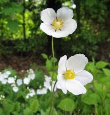 Attēlu rezultāti vaicājumam “Anemone sylvestris”