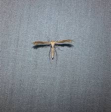 Attēlu rezultāti vaicājumam “Platyptilia sp.”