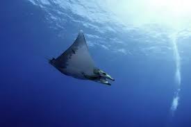 Image result for Mobula tarapacana