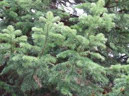 Attēlu rezultāti vaicājumam “Larix decidua var. polonica”