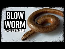 Attēlu rezultāti vaicājumam “Anguis fragilis adult”