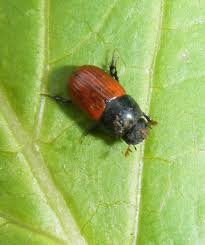 Attēlu rezultāti vaicājumam “Aphodius sp. imago”