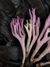 Attēlu rezultāti vaicājumam “Clavaria zollingeri”