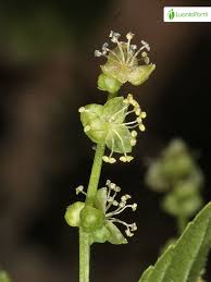 Attēlu rezultāti vaicājumam “Mercurialis perennis bud”