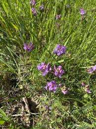 Attēlu rezultāti vaicājumam “Astragalus danicus”