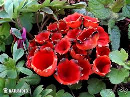 Attēlu rezultāti vaicājumam “Microstoma protracta”