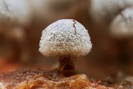 Attēlu rezultāti vaicājumam “Physarum, Nannengaella sp.”