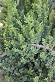 Attēlu rezultāti vaicājumam “Juniperus chinensis”