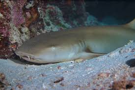 Image result for Nebrius ferrugineus