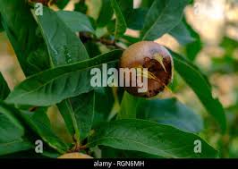 Attēlu rezultāti vaicājumam “Mespilus germanica fruit”